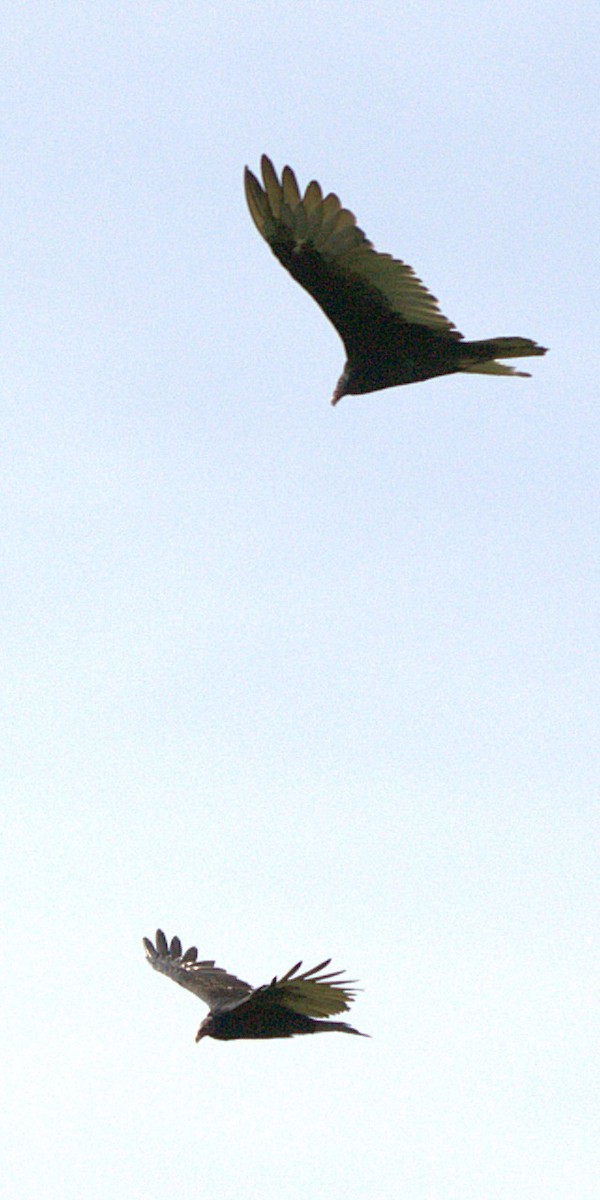 Turkey Vulture - ML641131080