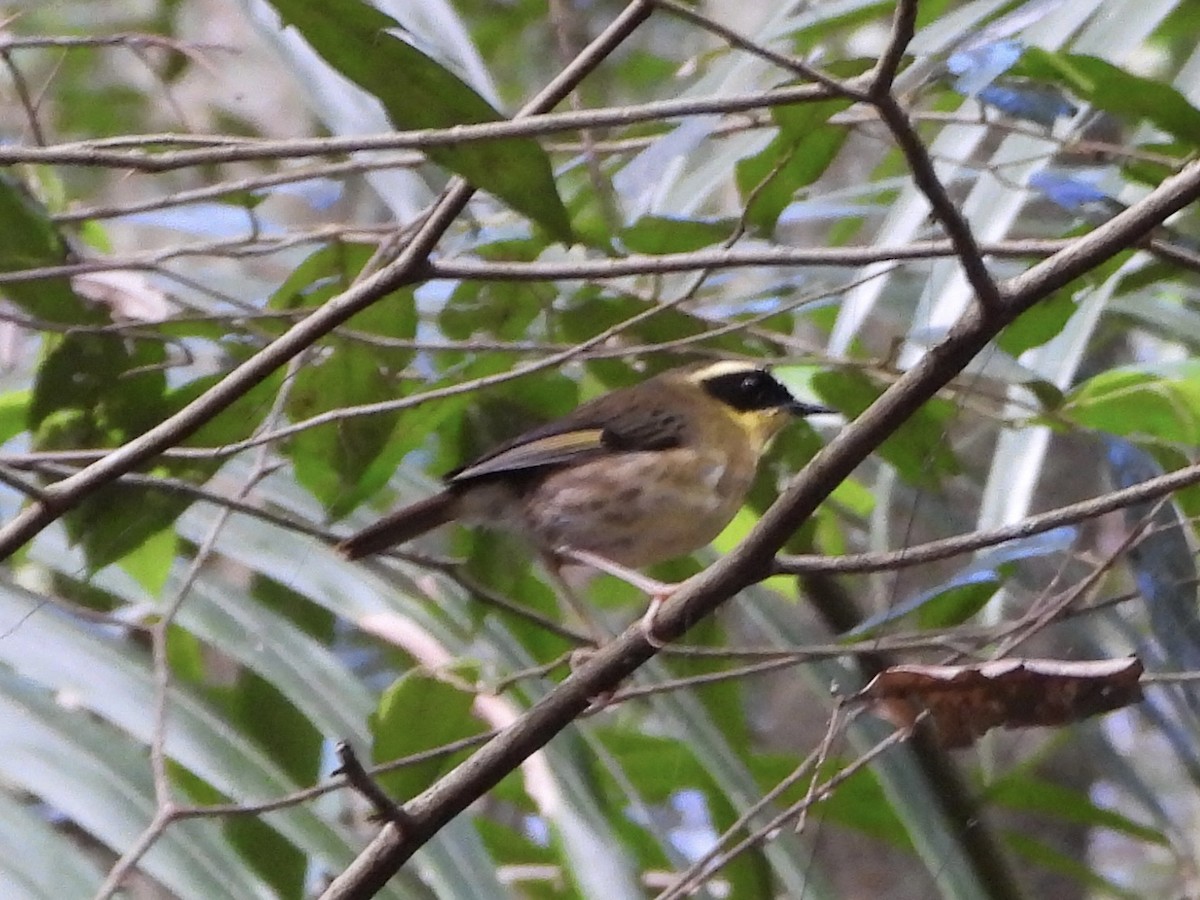 Yellow-throated Scrubwren - ML641131085