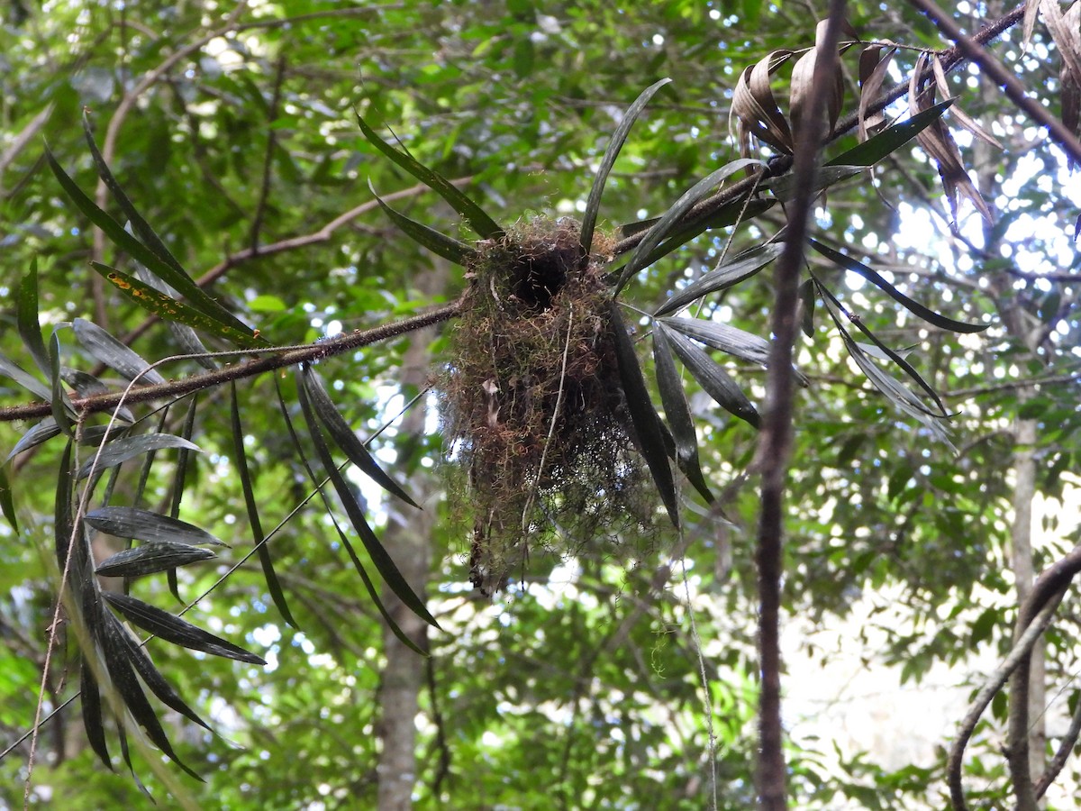 Yellow-throated Scrubwren - ML641131086