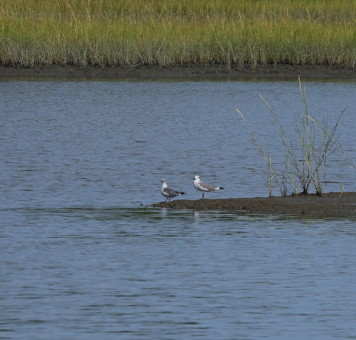 Laughing Gull - ML641131099