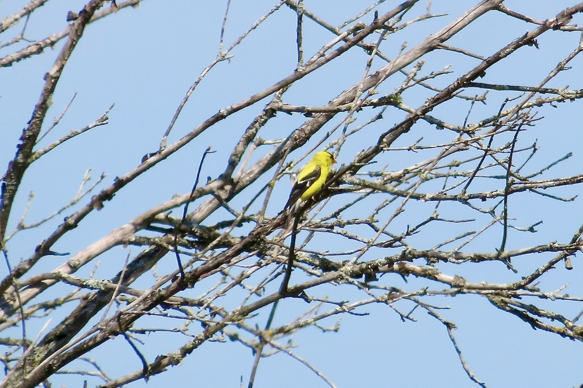 American Goldfinch - ML641131106