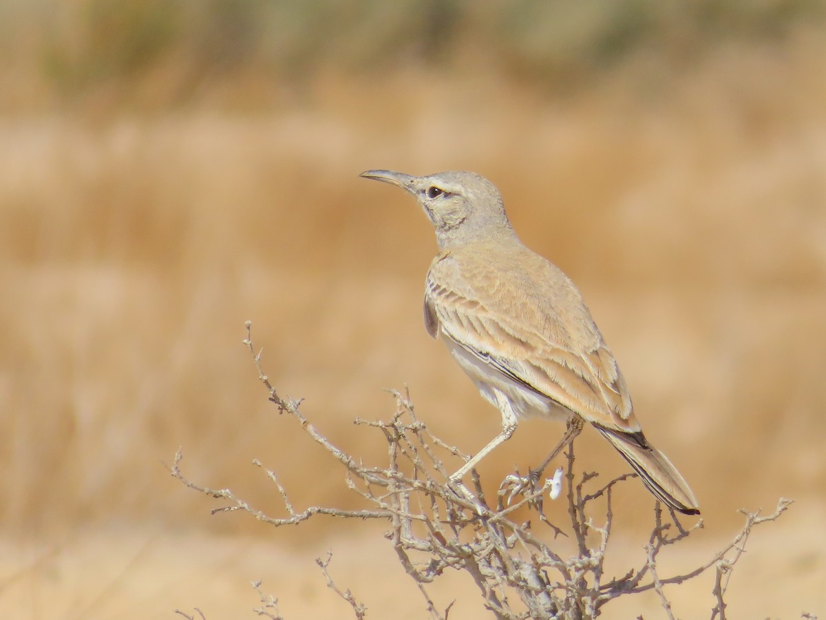 Greater Hoopoe-Lark - ML641131118