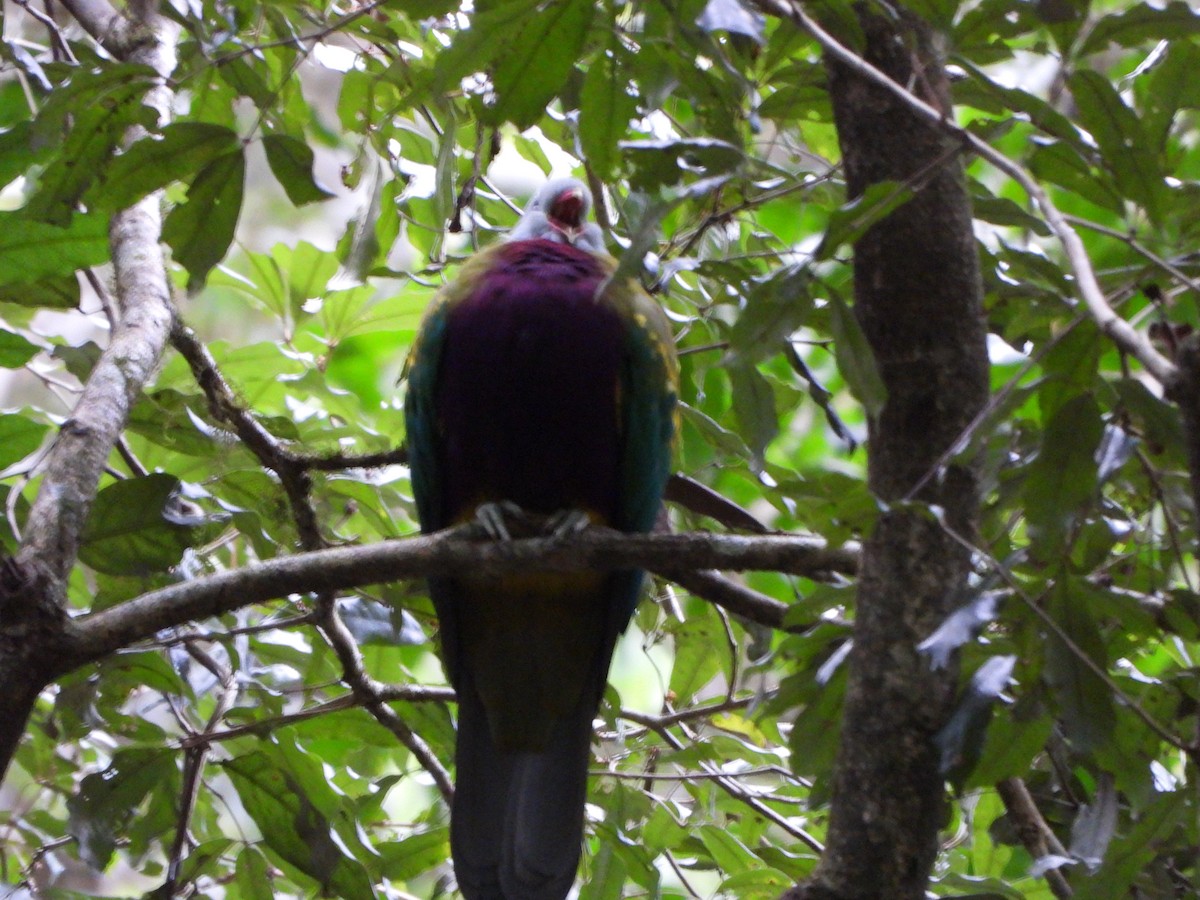 Wompoo Fruit-Dove - ML641131125