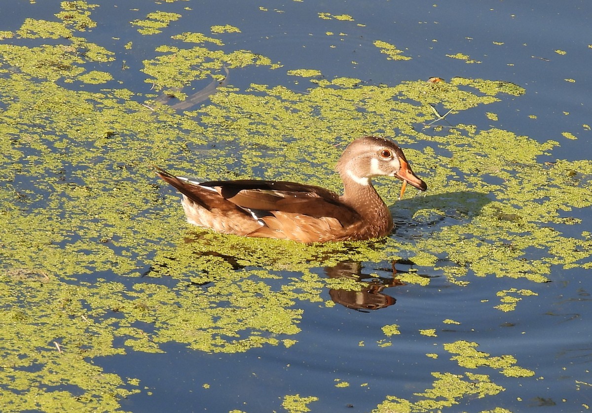 Wood Duck - ML641131136