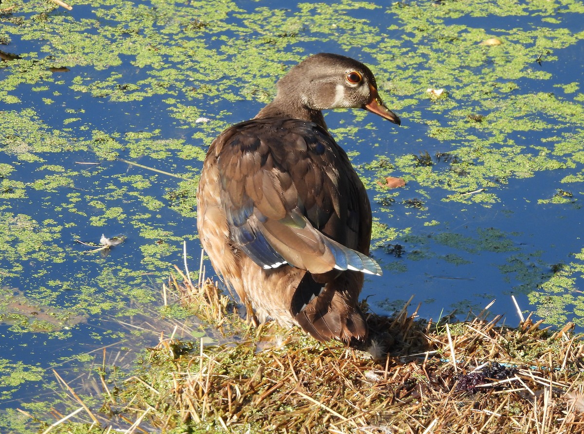 Wood Duck - ML641131138