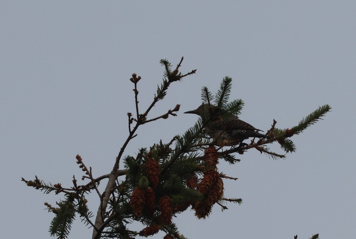 Northern Flicker - ML641131141