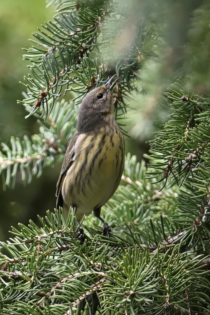 Cape May Warbler - ML641131143