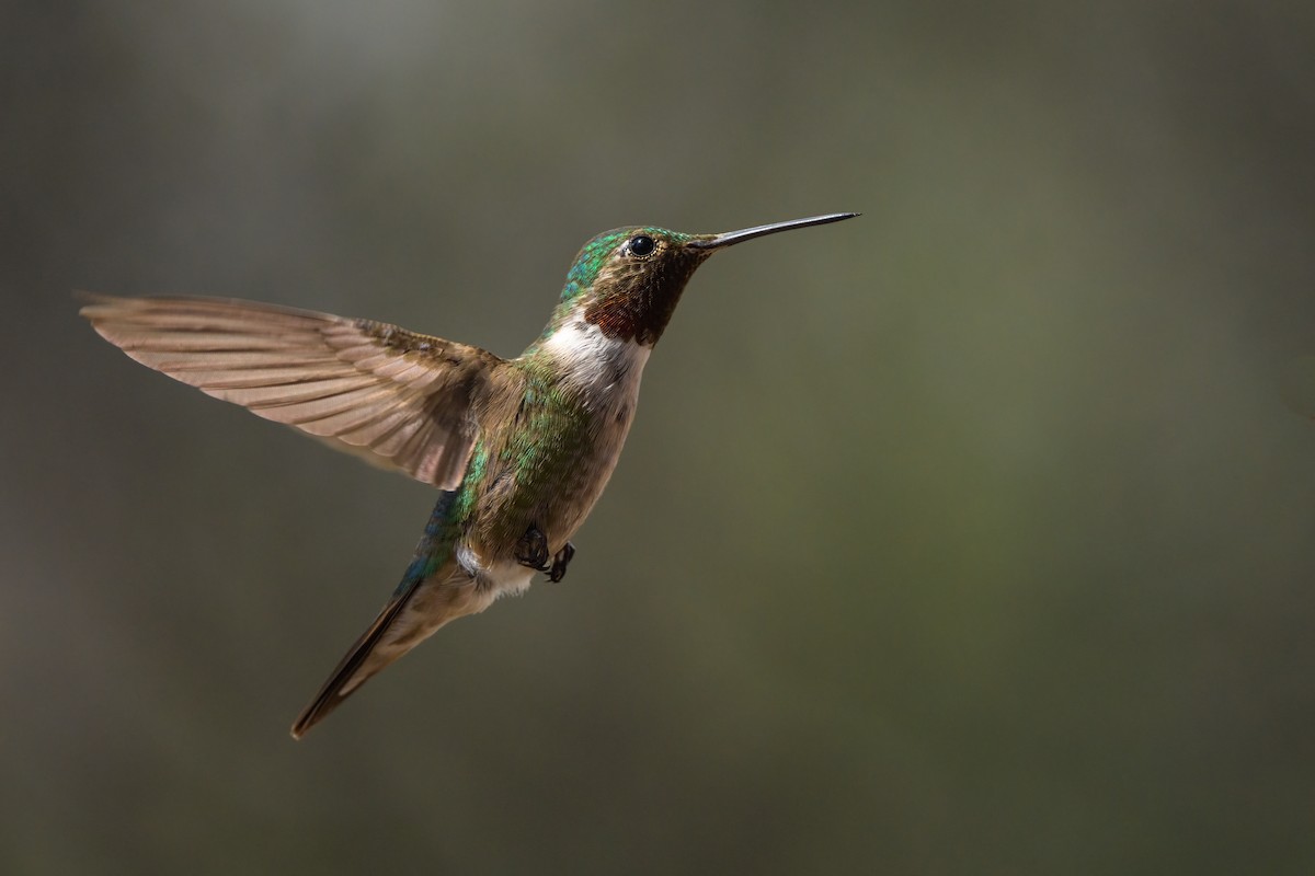 Colibrí Coliancho - ML641131145