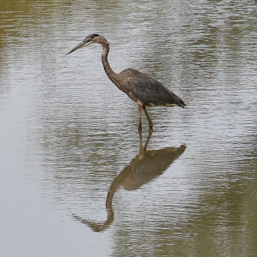 Great Blue Heron - ML641131152