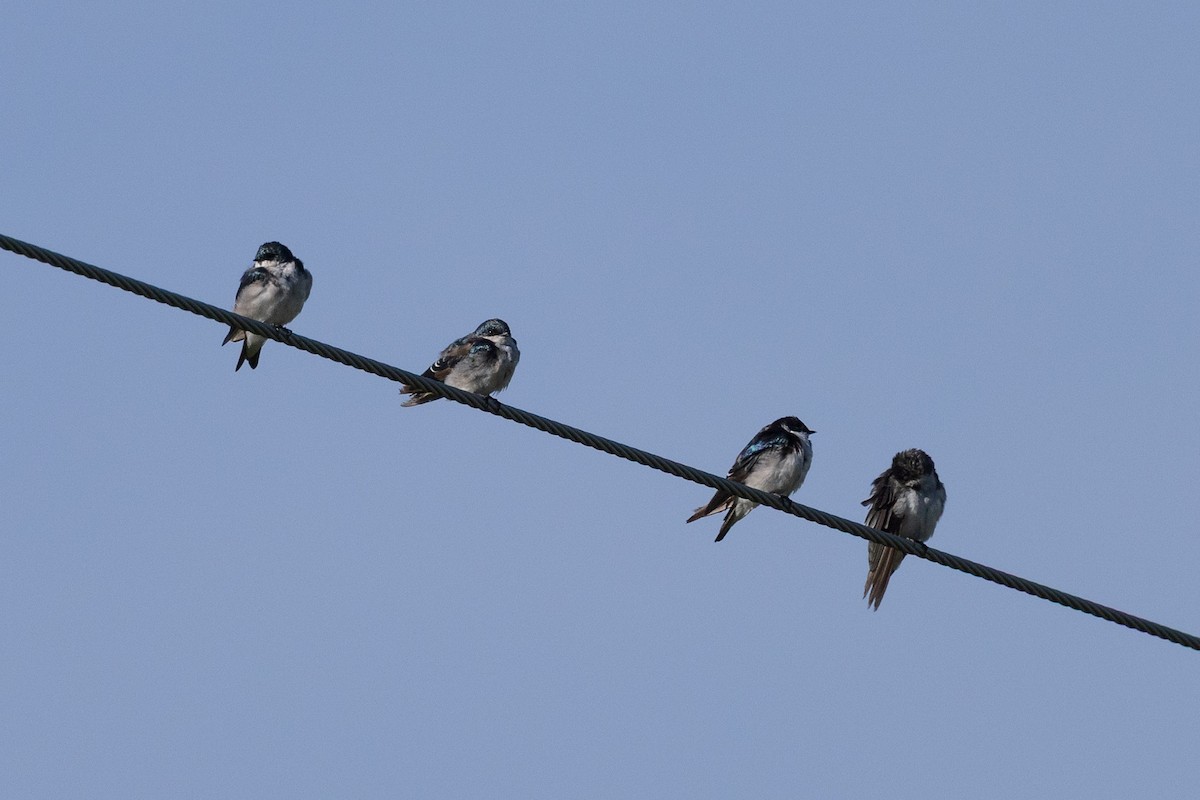 Tree Swallow - ML641131155