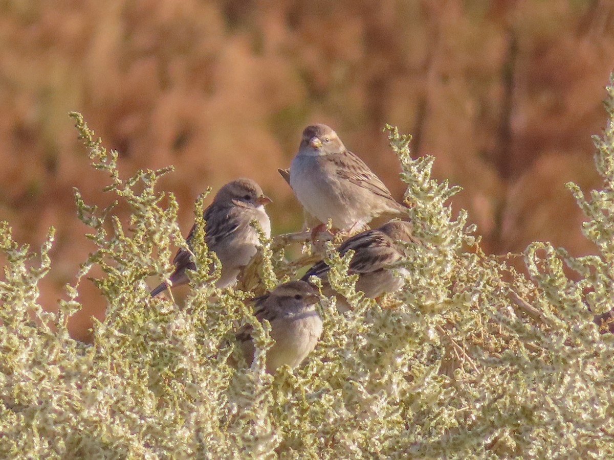 Dead Sea Sparrow - ML641131164