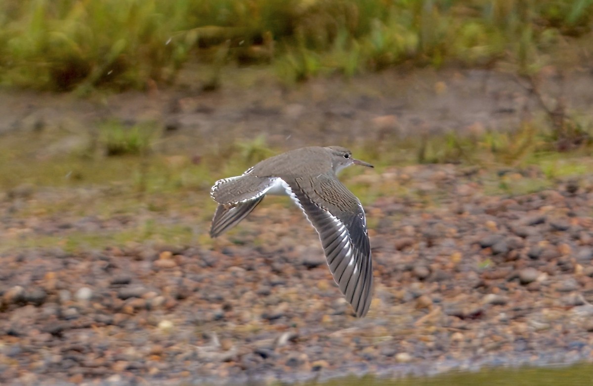 Spotted Sandpiper - ML641131169