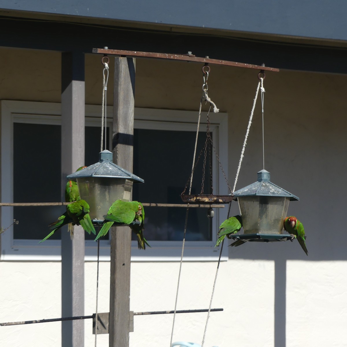 Red-masked Parakeet - ML641131173