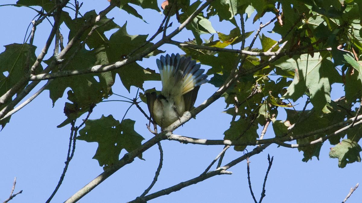 American Redstart - ML641131181