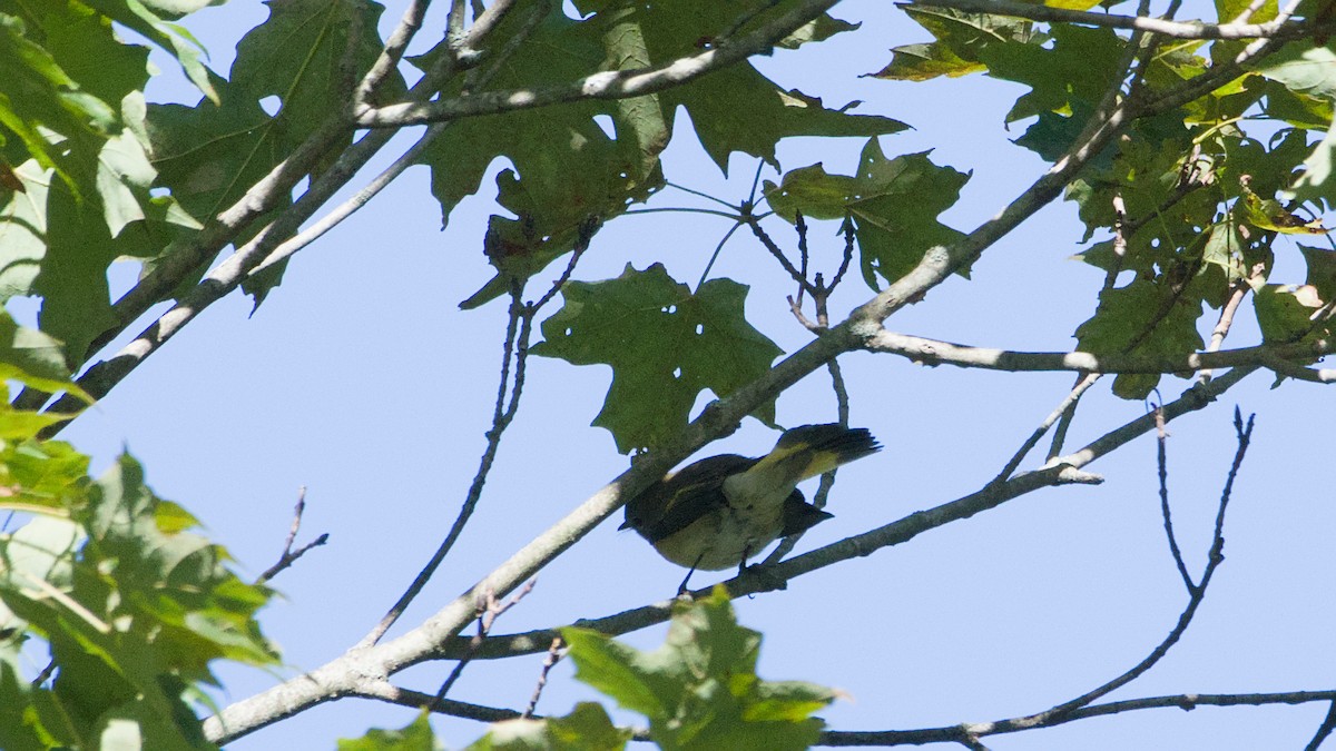 American Redstart - ML641131182