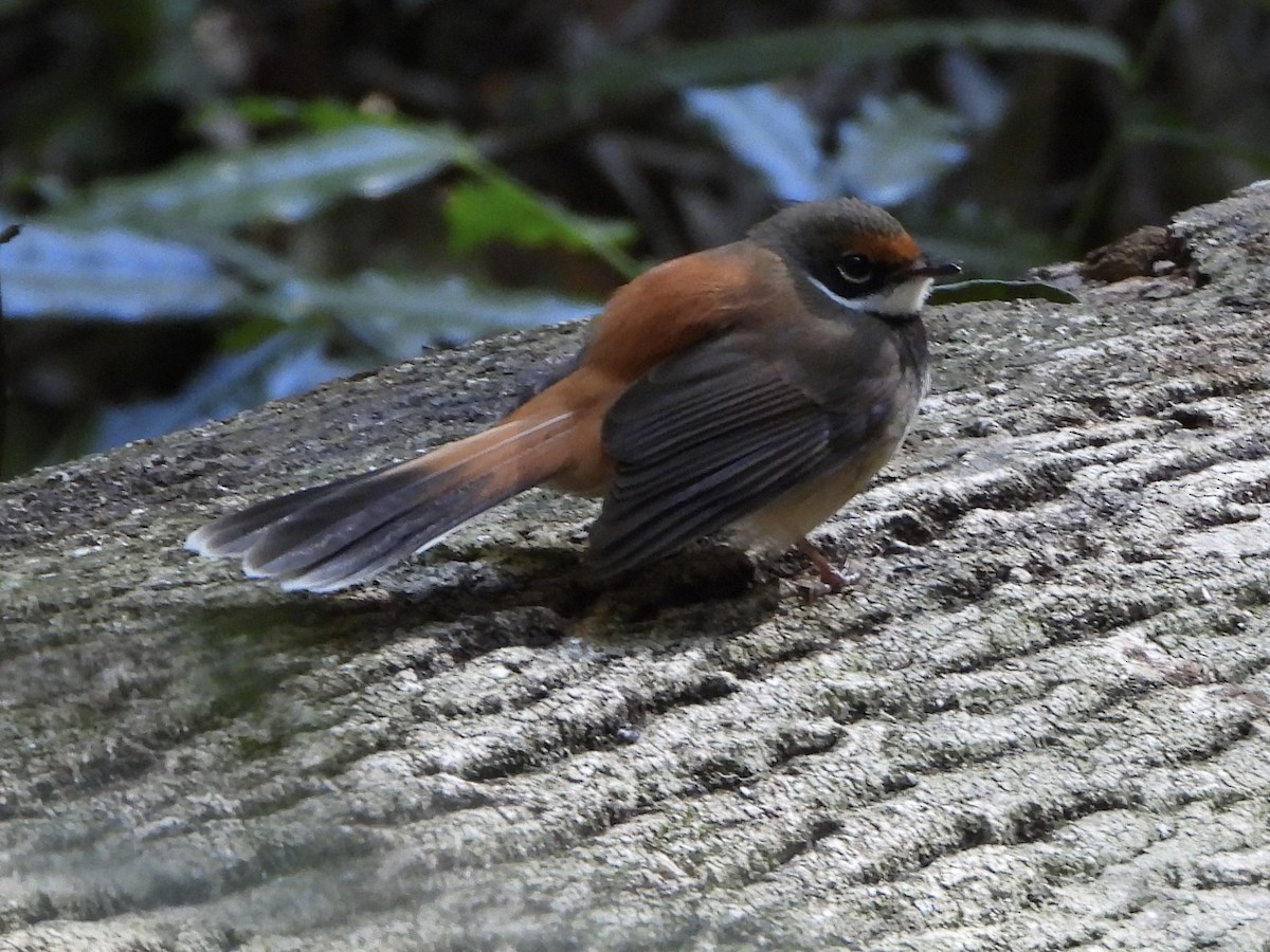 Australian Rufous Fantail - ML641131196
