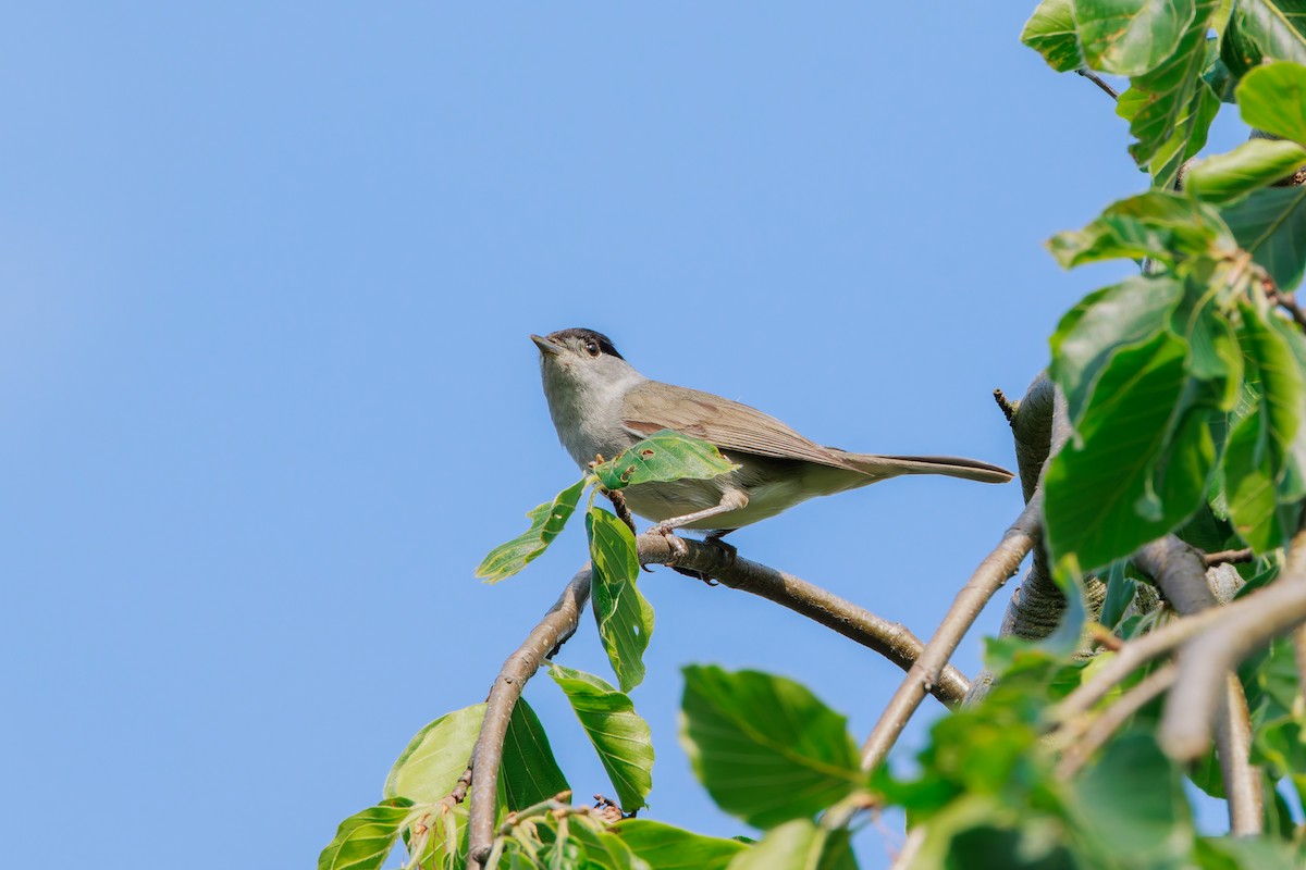 Curruca Capirotada - ML641131206