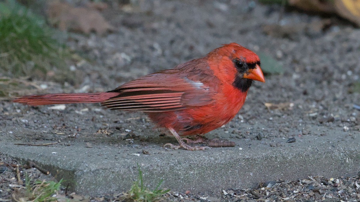Cardenal Norteño - ML641131210