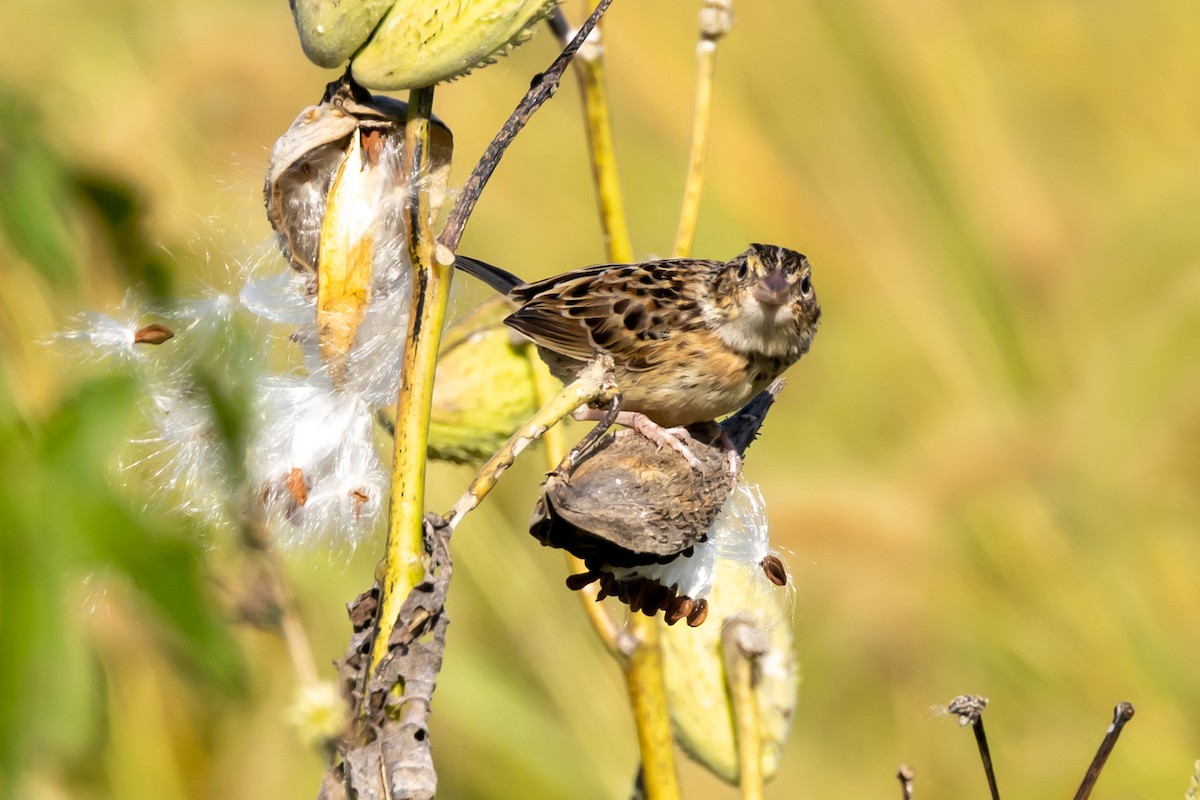 Grasshopper Sparrow - ML641131232