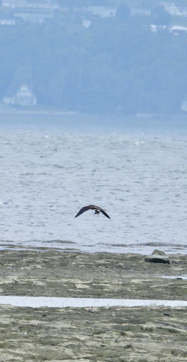 Halcón Peregrino - ML641131240