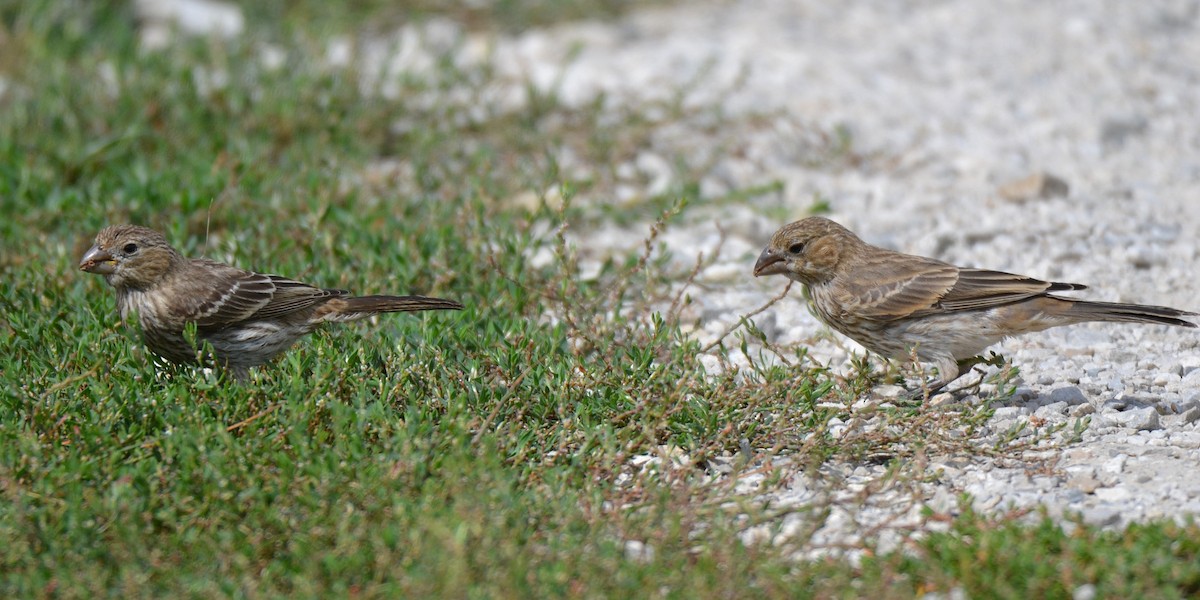 House Finch - ML641131247