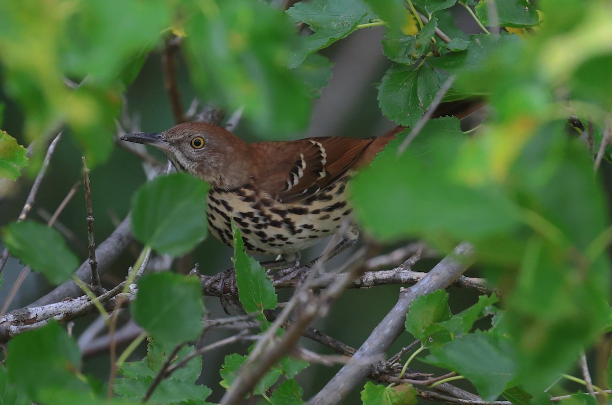 brunspottefugl - ML641131275