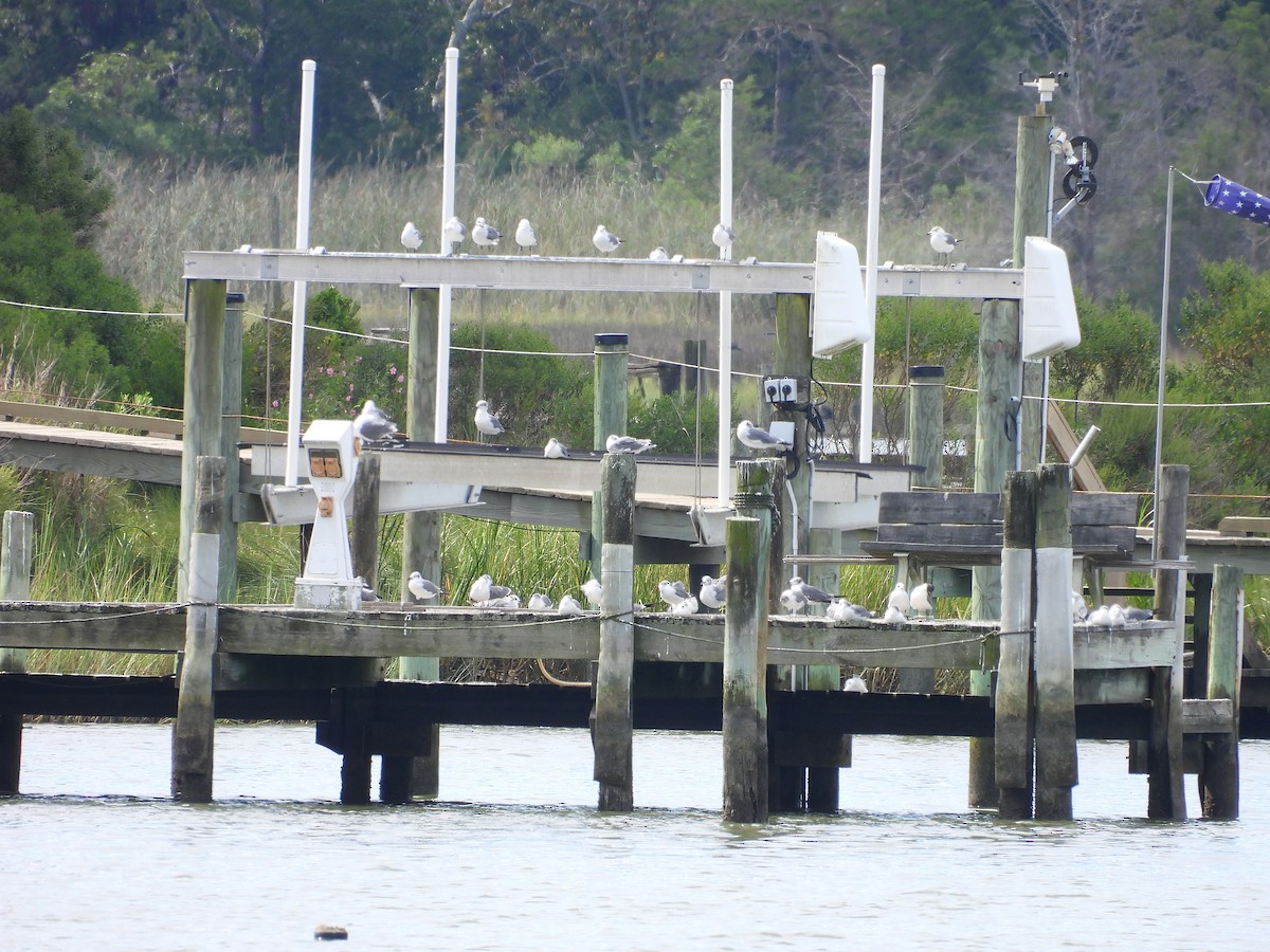 Laughing Gull - ML641131304