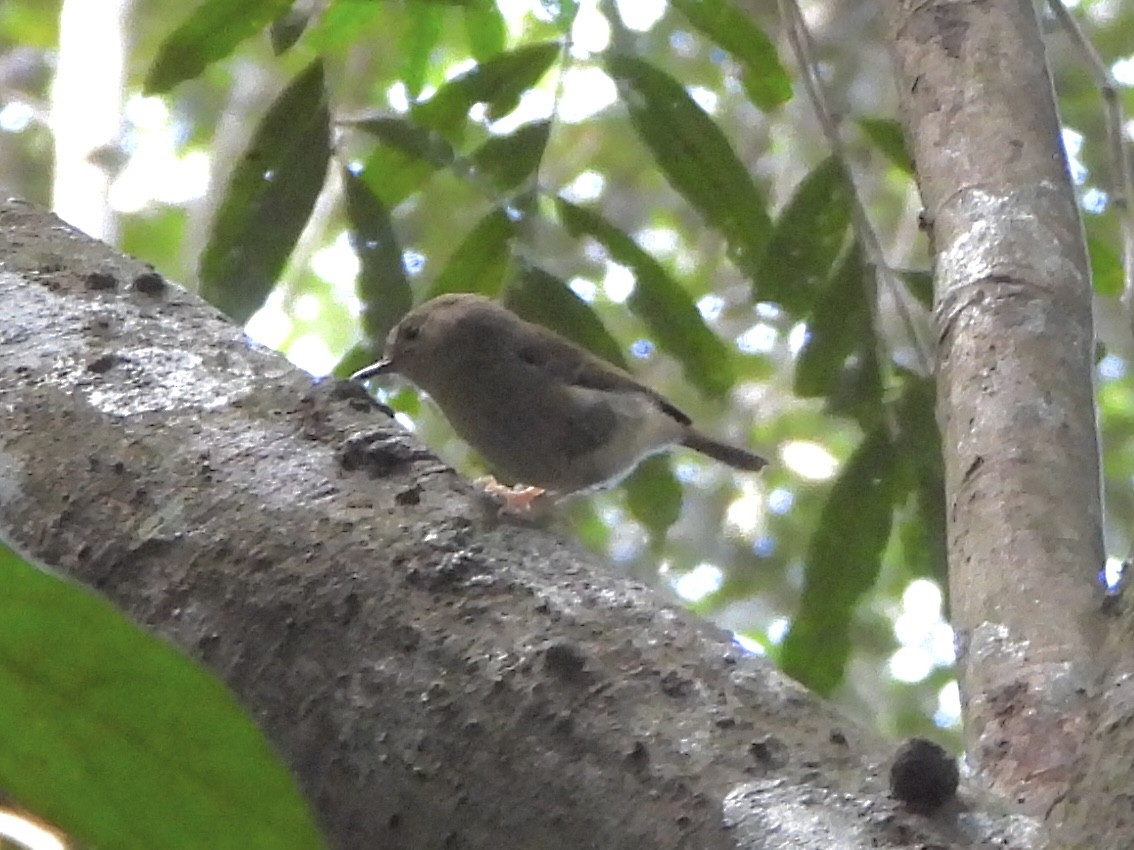 Large-billed Scrubwren - ML641131311
