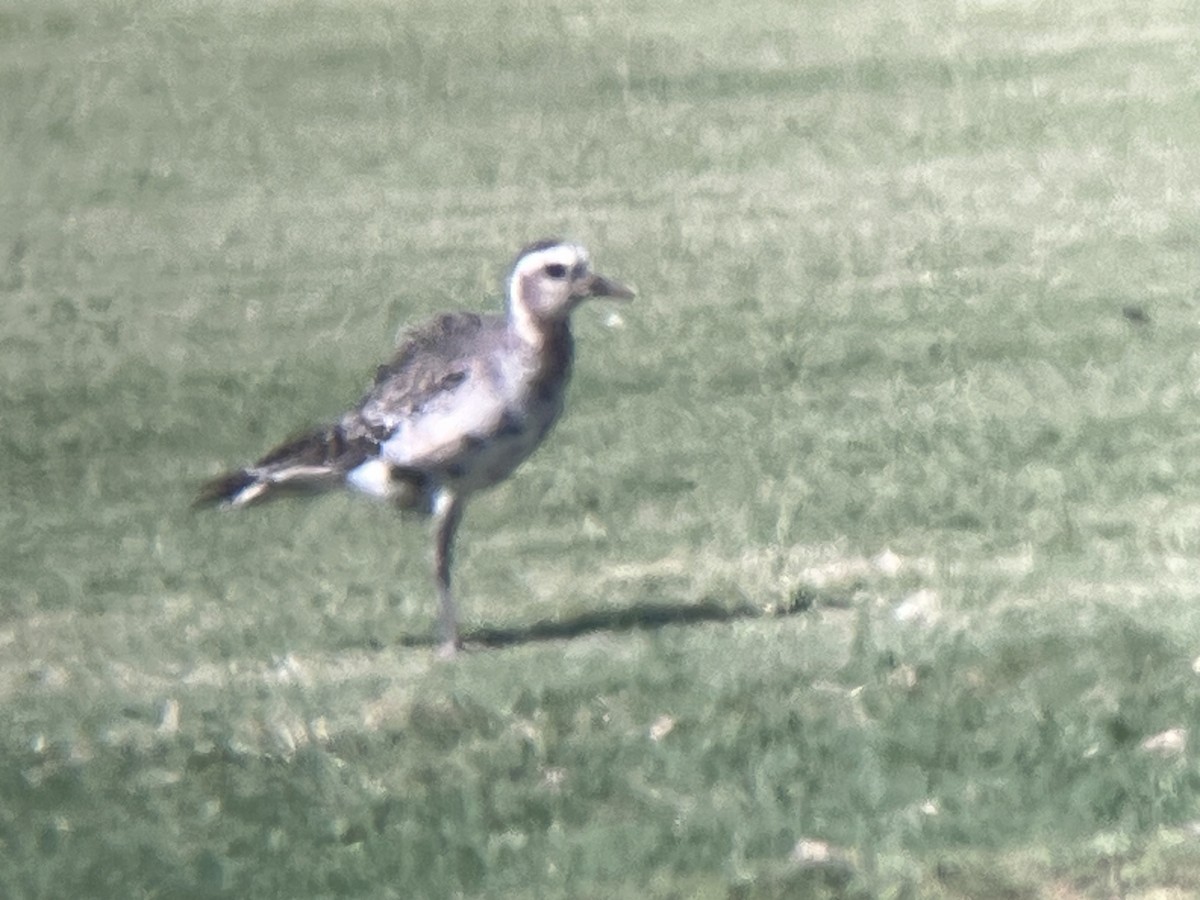 Piviere americano - ML641131320