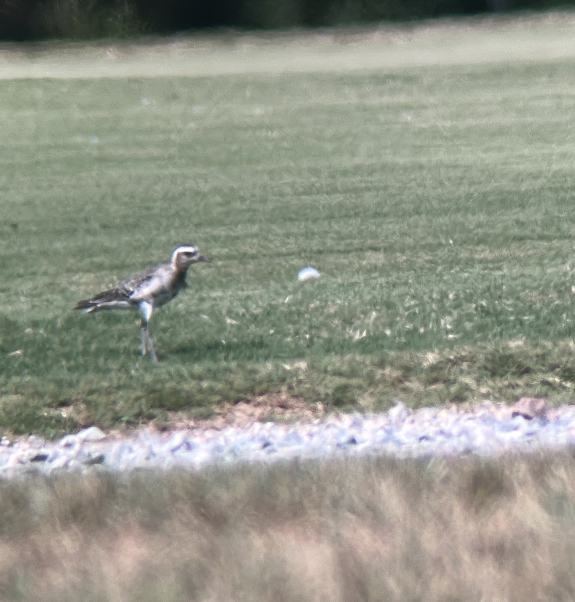 Piviere americano - ML641131321