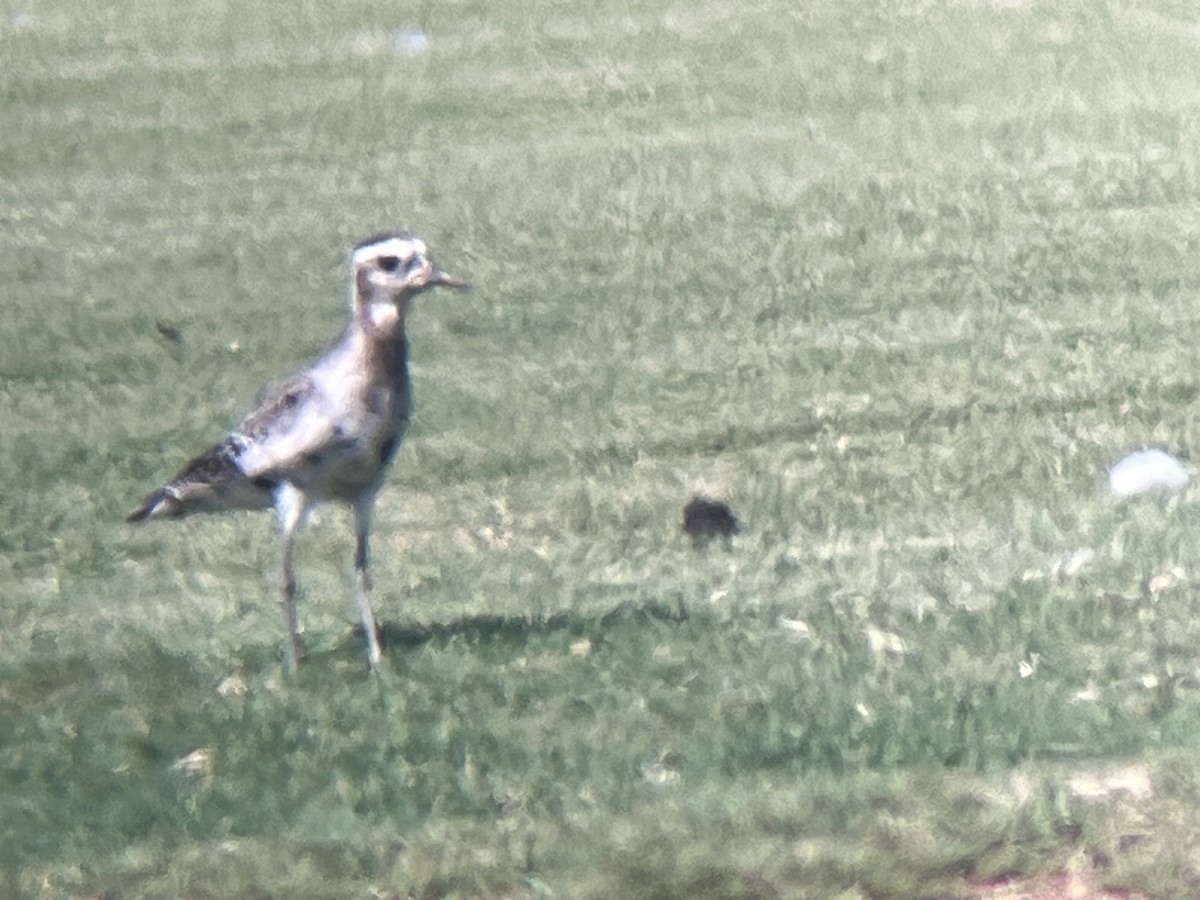 Piviere americano - ML641131322