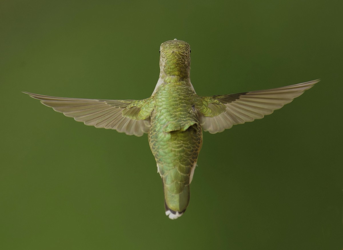 Ruby-throated Hummingbird - ML641131327