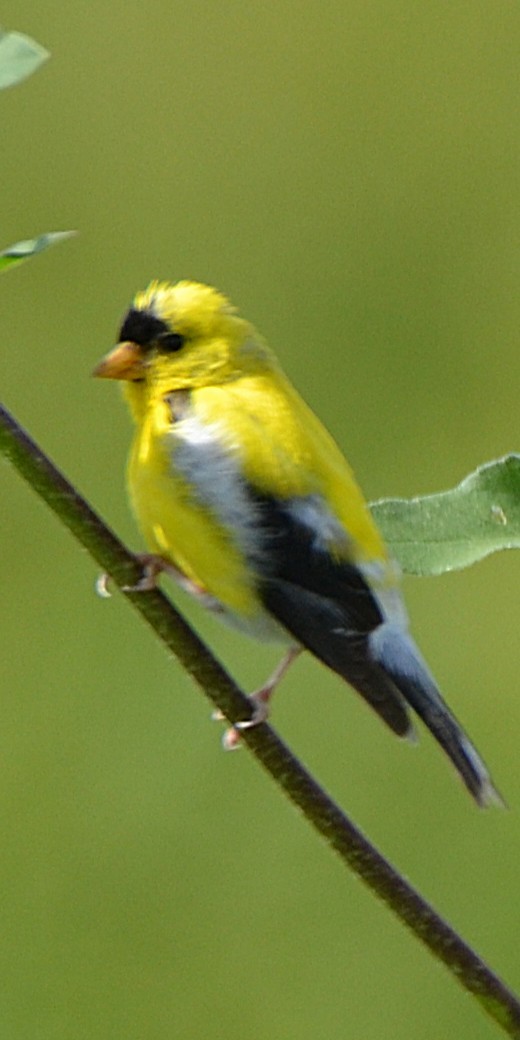 American Goldfinch - ML641131331