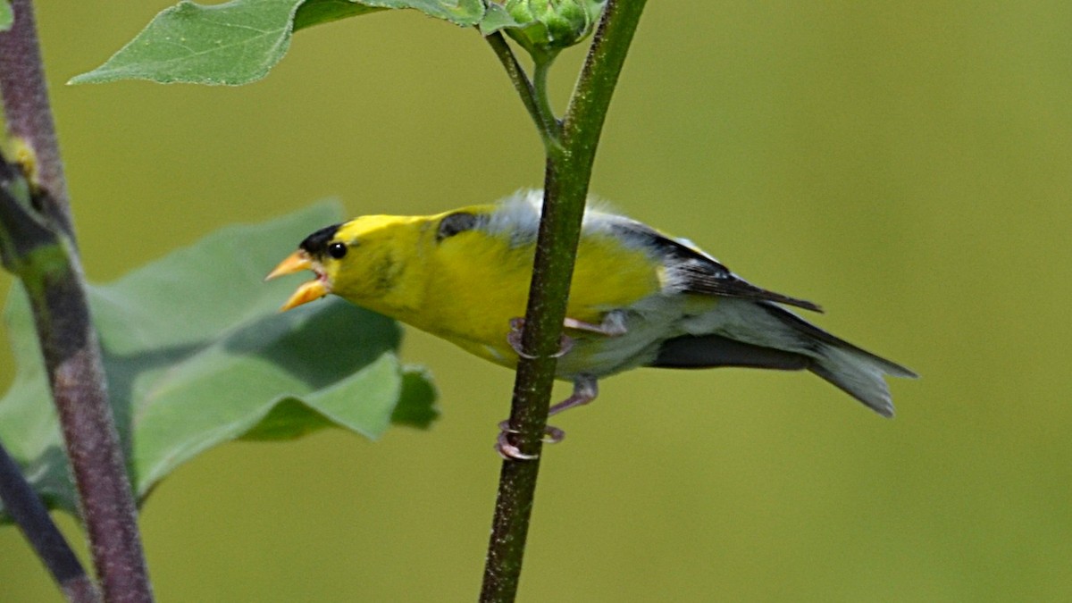 American Goldfinch - ML641131332
