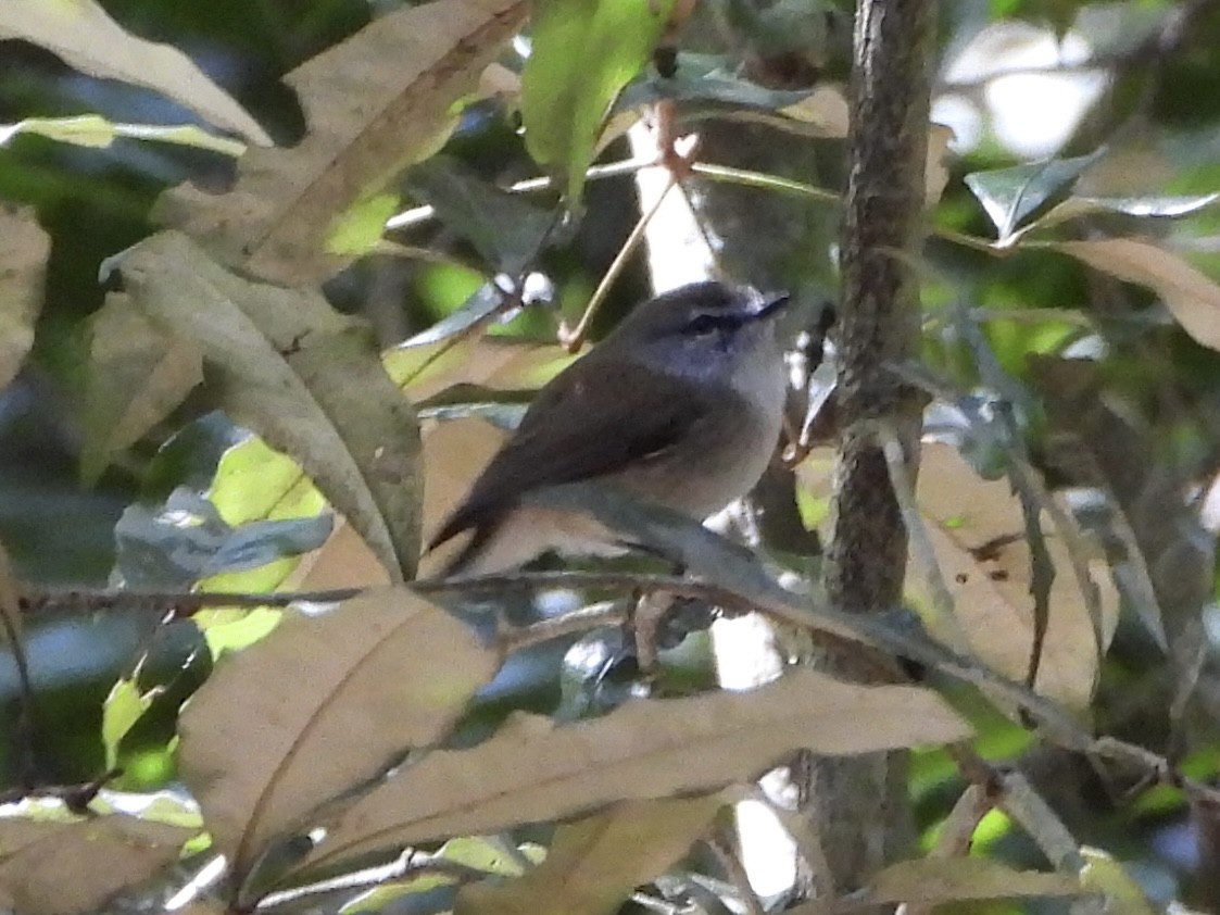 Gérygone brune - ML641131347