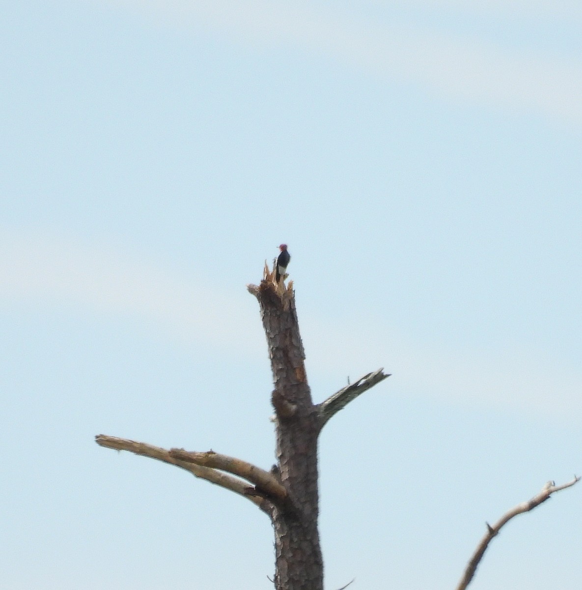 Red-headed Woodpecker - ML641131377