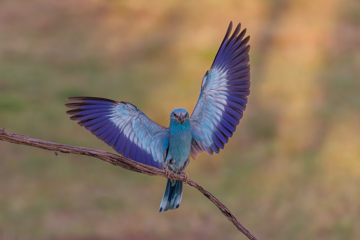 mandelík hajní - ML641131384