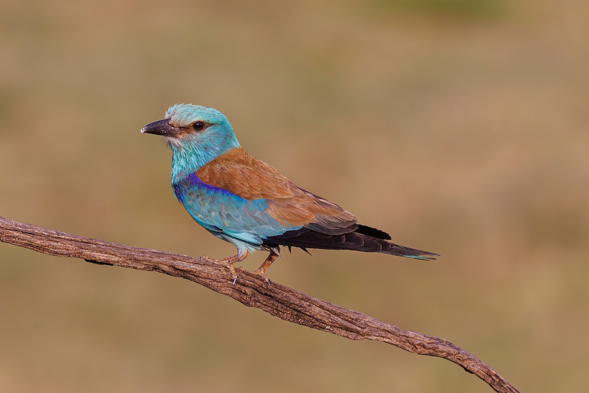 mandelík hajní - ML641131394