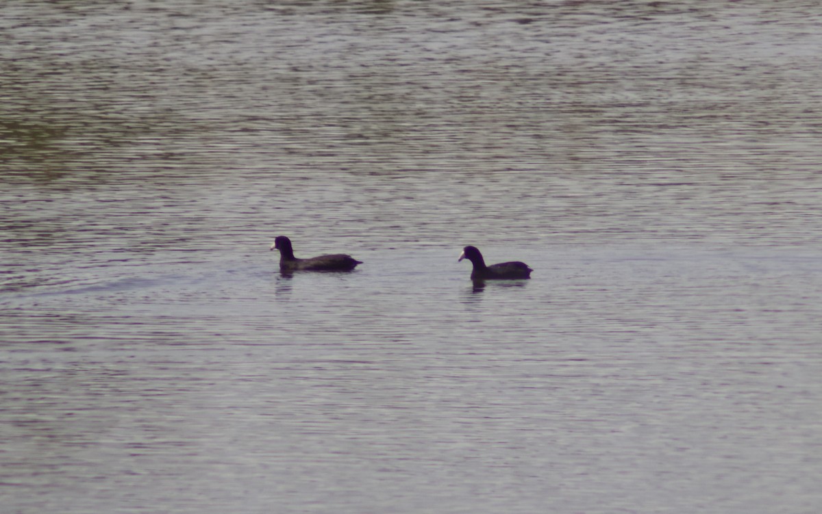American Coot - ML641131396