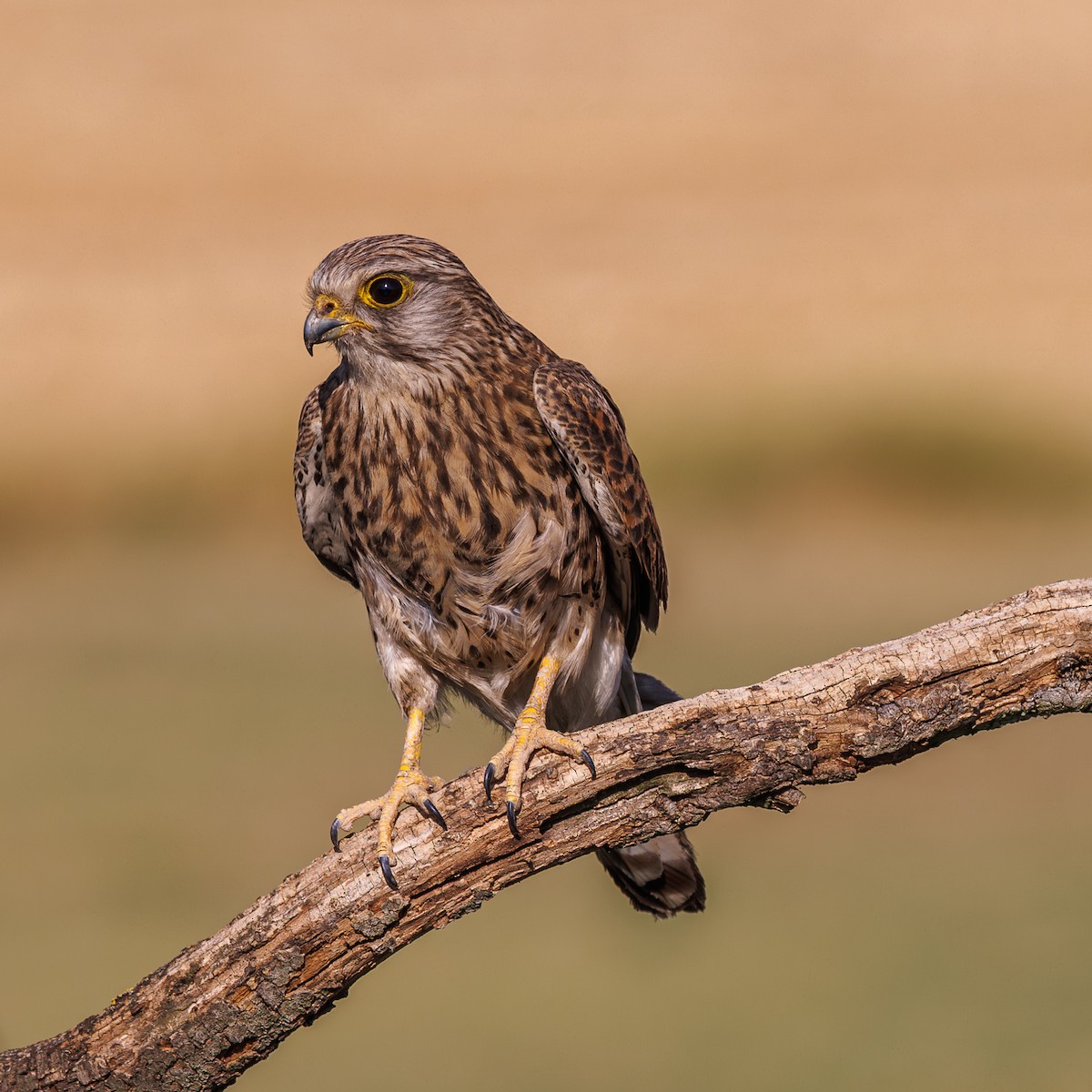 poštolka obecná - ML641131409