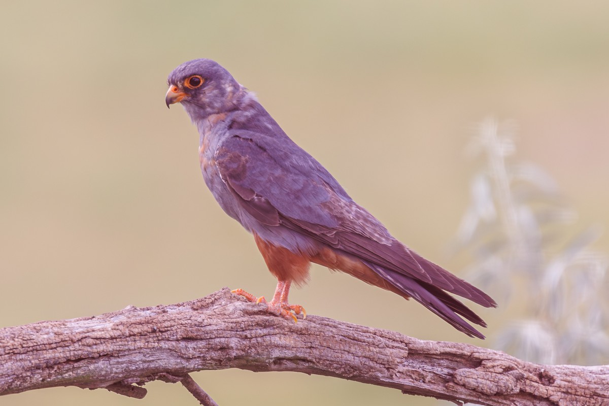 poštolka rudonohá - ML641131433