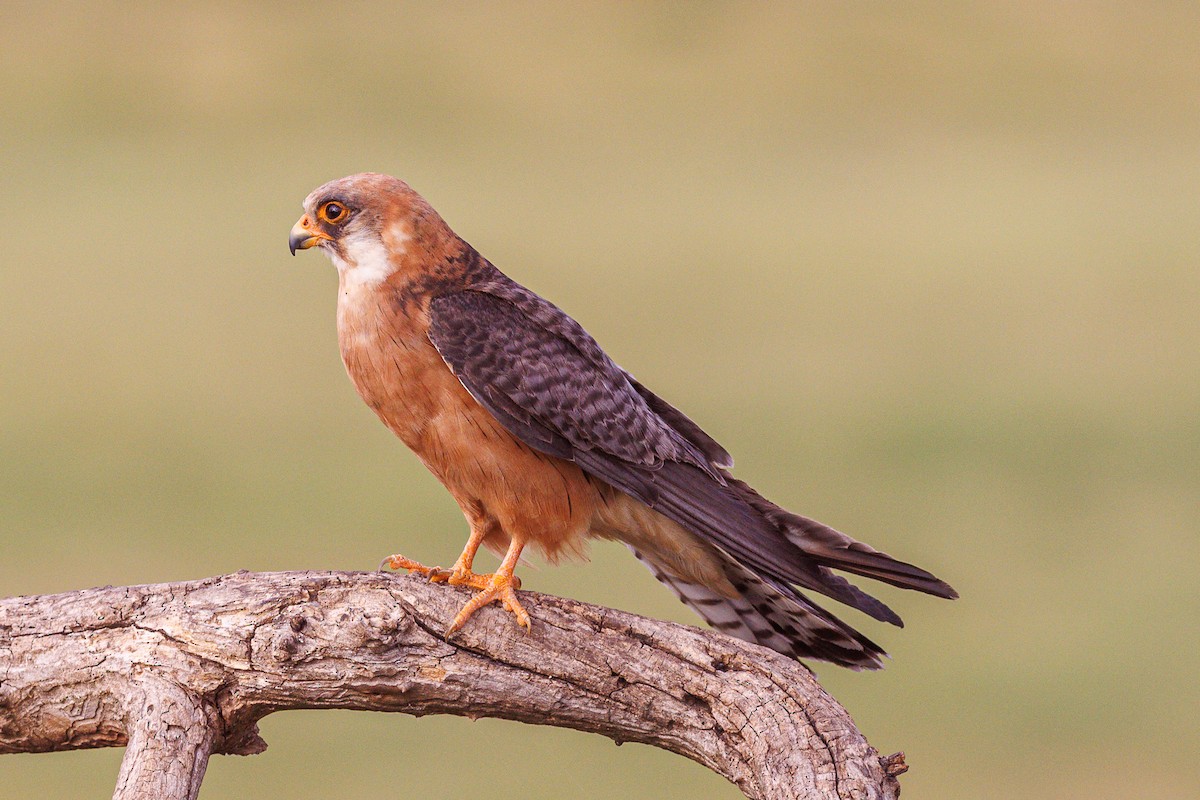 poštolka rudonohá - ML641131434