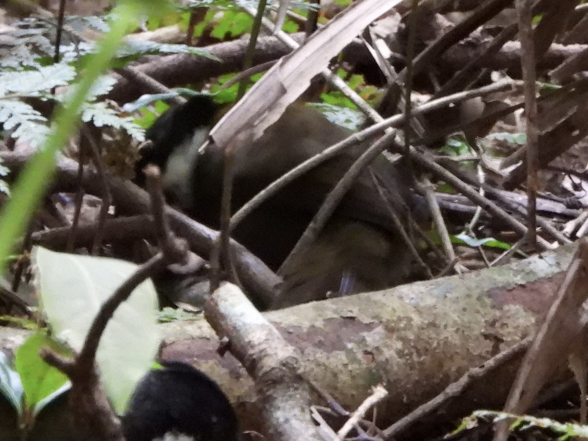 Eastern Whipbird - ML641131441