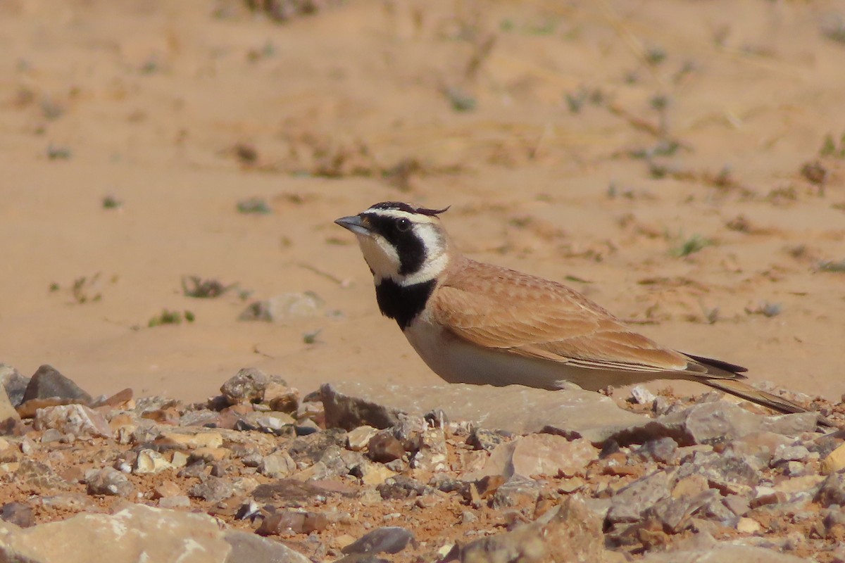 Temminck's Lark - ML641131448