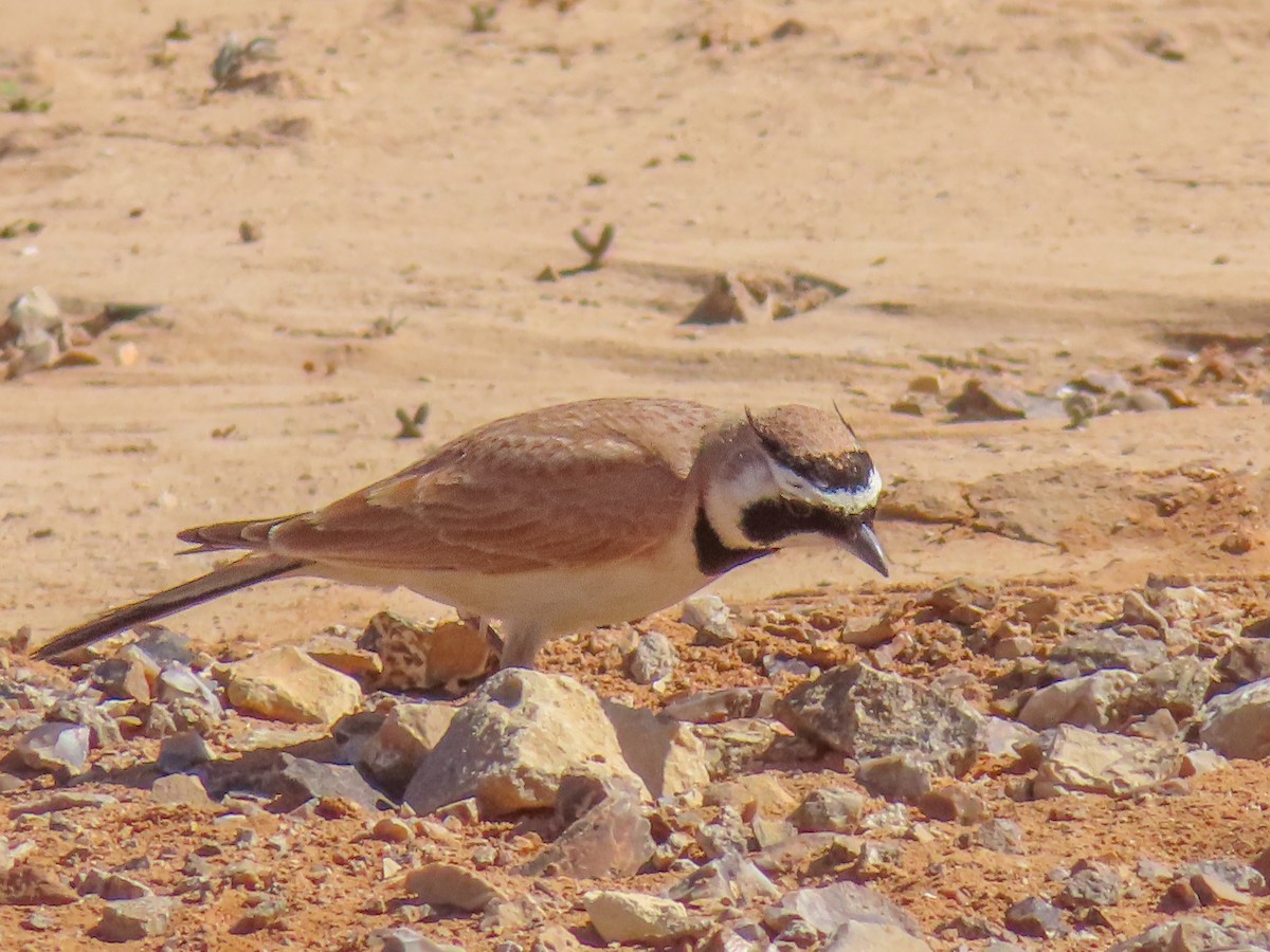 Temminck's Lark - ML641131451