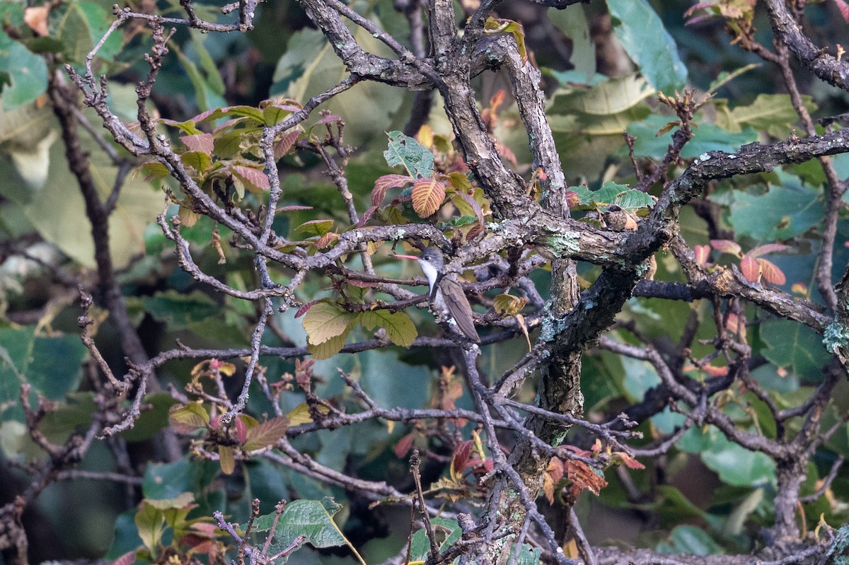 Violet-crowned Hummingbird - ML641131455