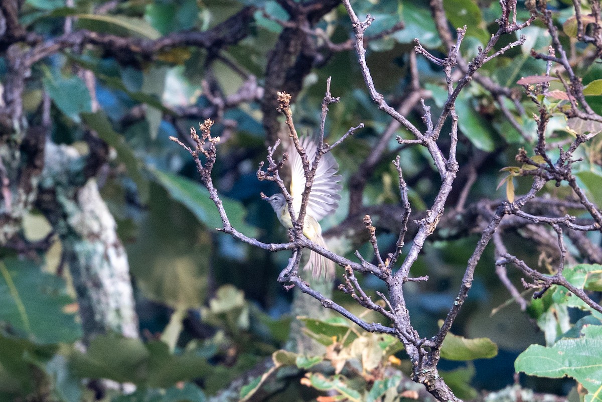 Greenish Elaenia - ML641131460