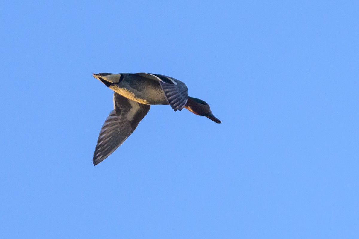 Green-winged Teal - ML641131472