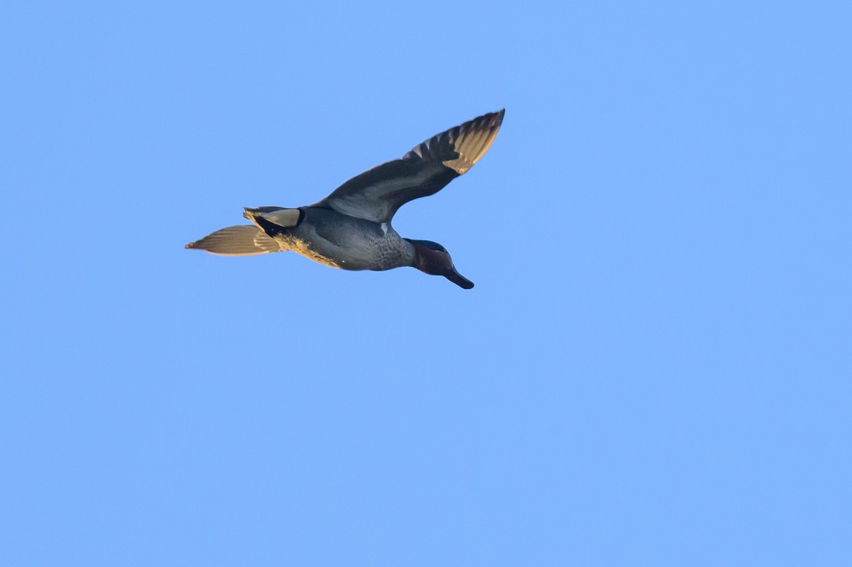 Green-winged Teal - ML641131475
