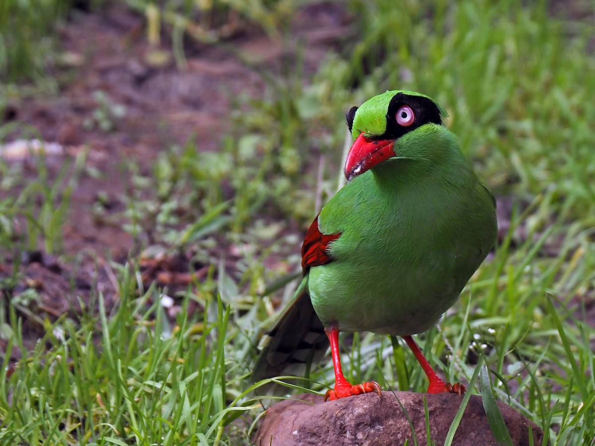 Bornean Green-Magpie - ML641131481